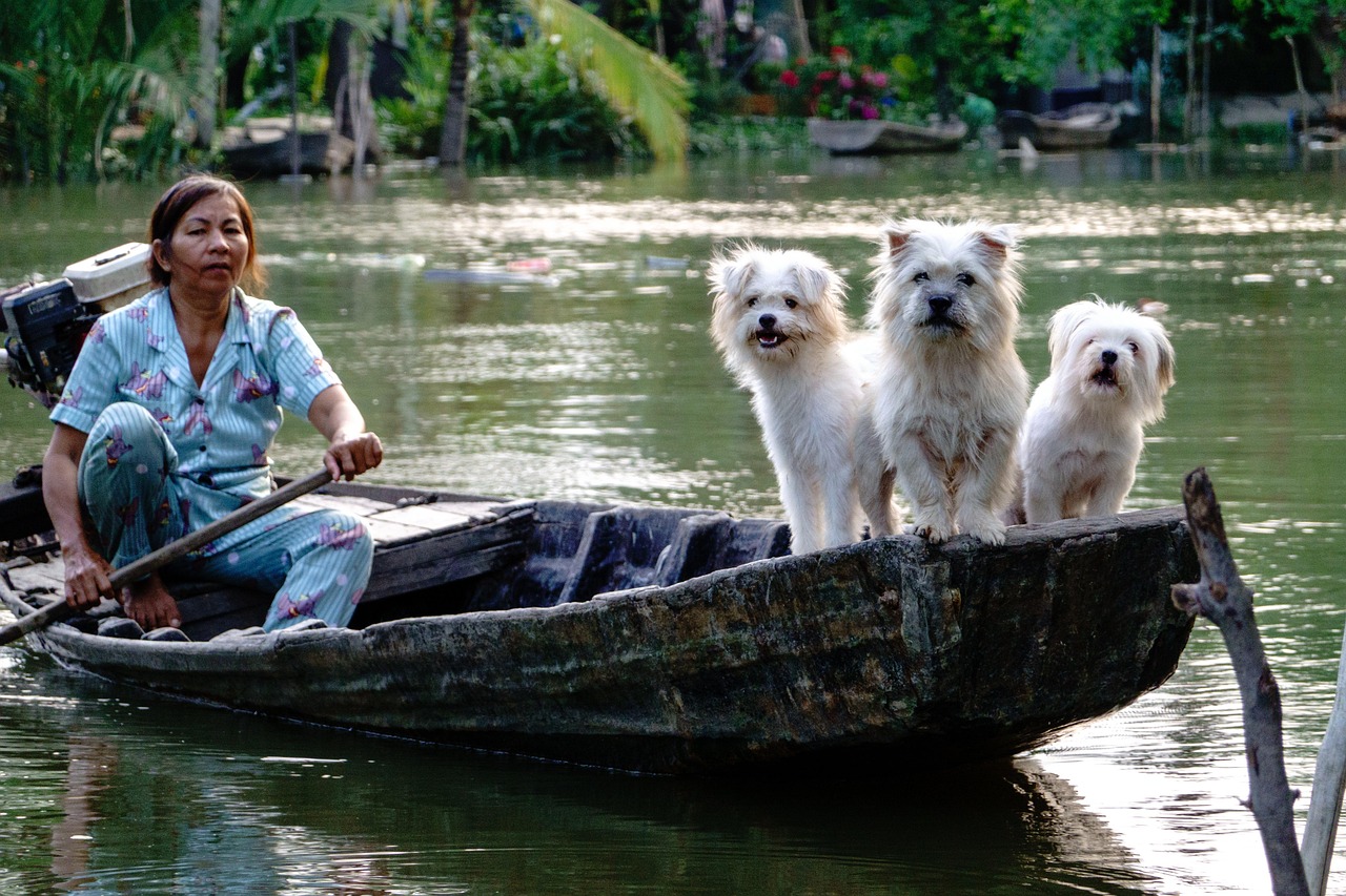 our-services-02 dogs, white, river, boat, water, nature, vietnam lifestyle, people, woman, vietnamese